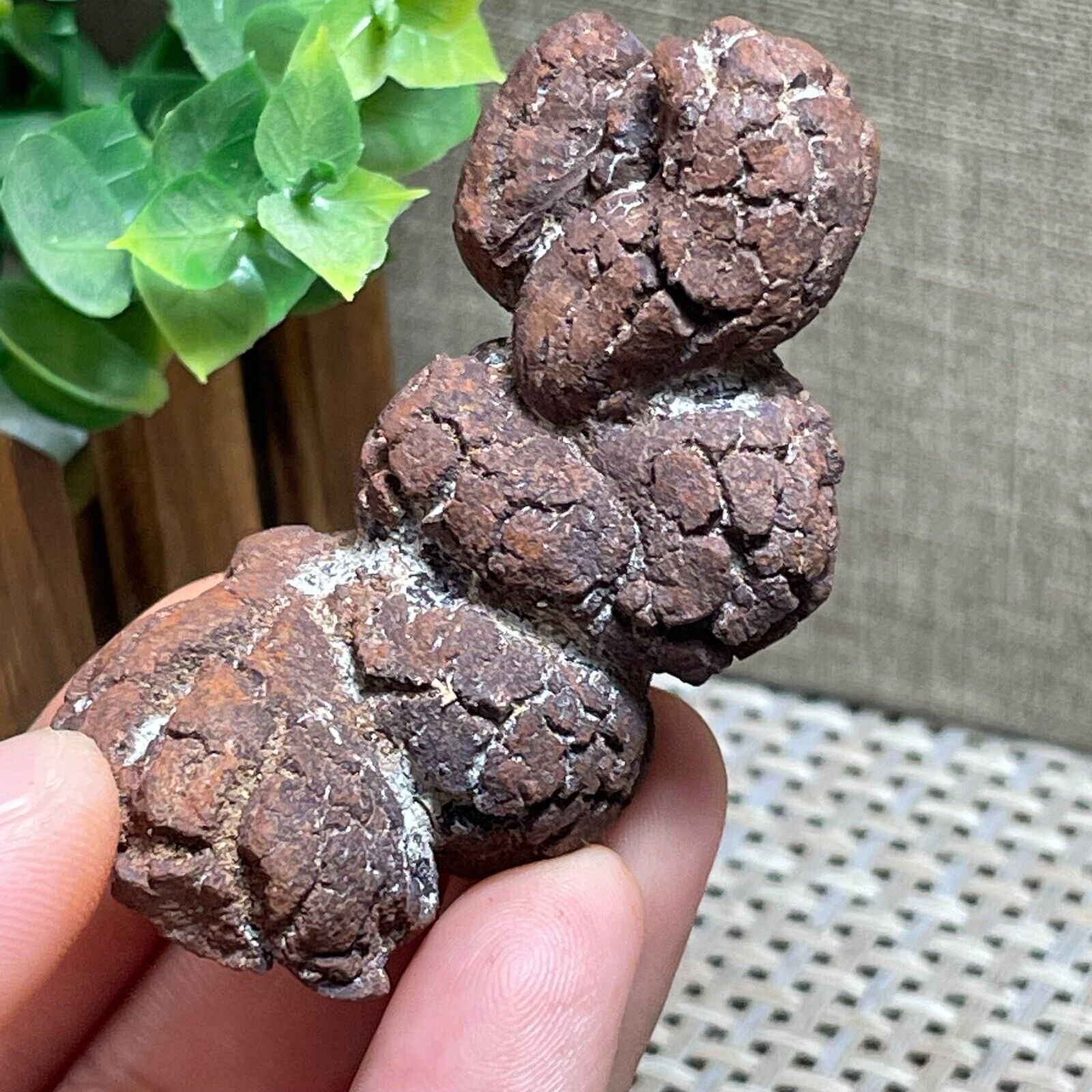 Rare Fecal Dinosaur Coprolite Dung Poop Rough Mineral Specimen 80g A58