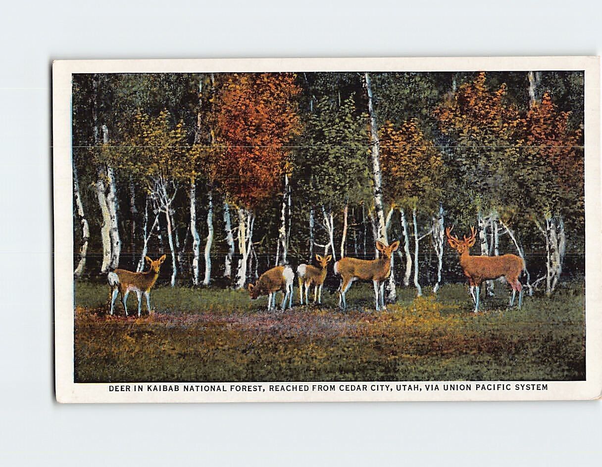 Postcard Deer In Kaibab National Forest Arizona USA