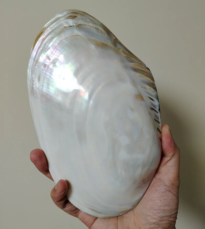 Large Pearlized Mussel Clam Shell Polished Seashell White Mother of Pearl 7-8