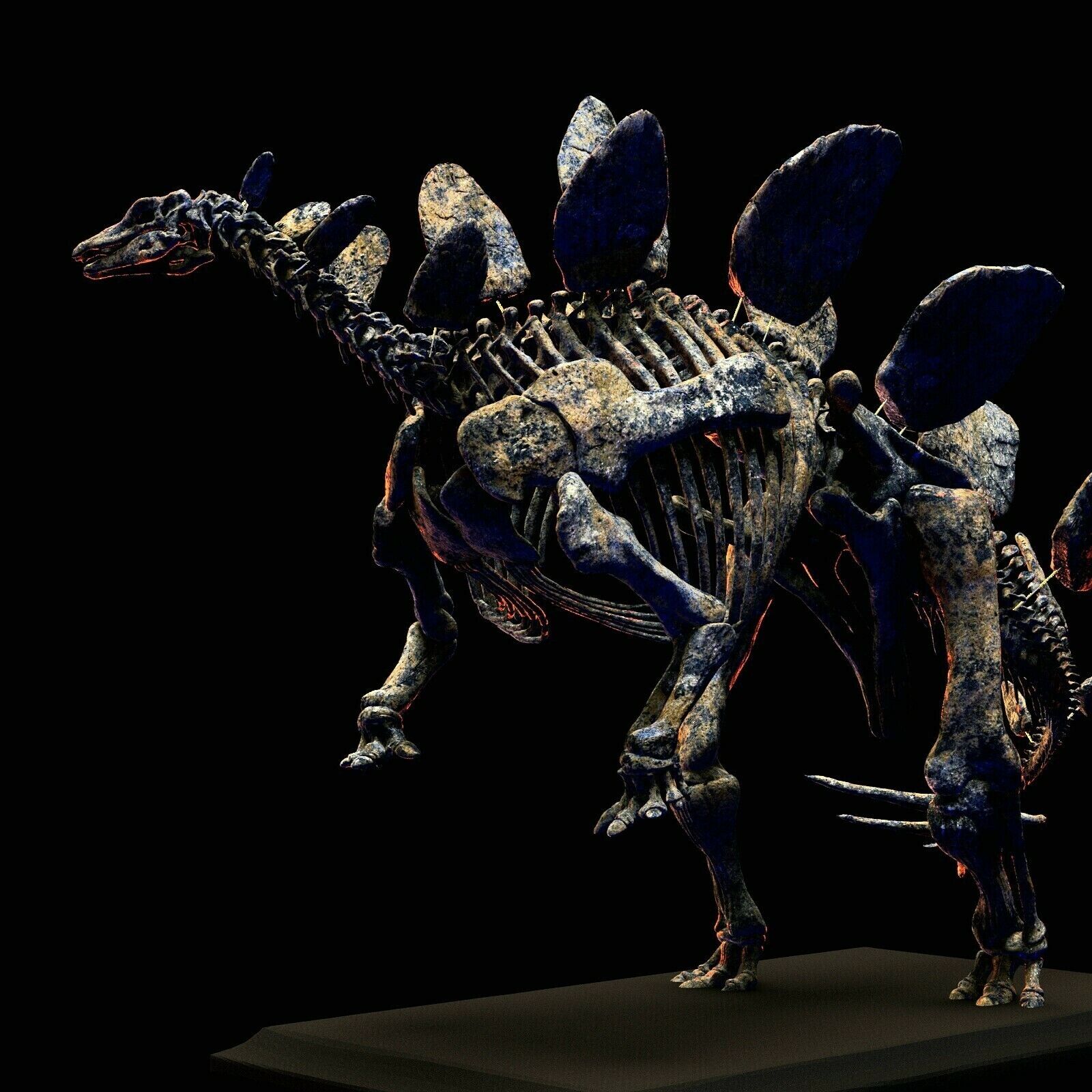 3d printed The skull of STEGOSAURUS skeleton model dinosaur 1:20