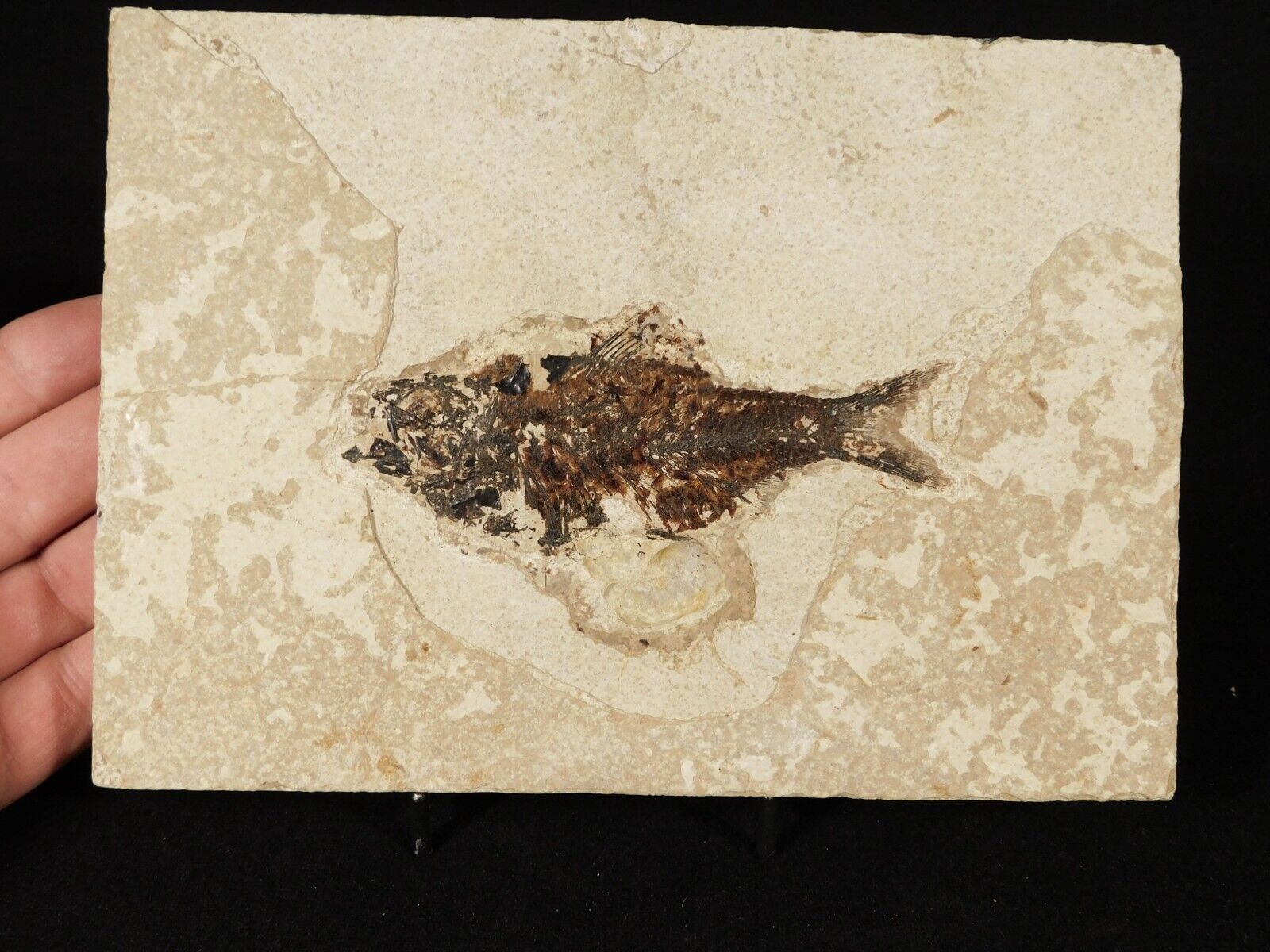 Visible SCALES On This 50 Million Year Old FISH Fossil With Stand Wyoming 885gr
