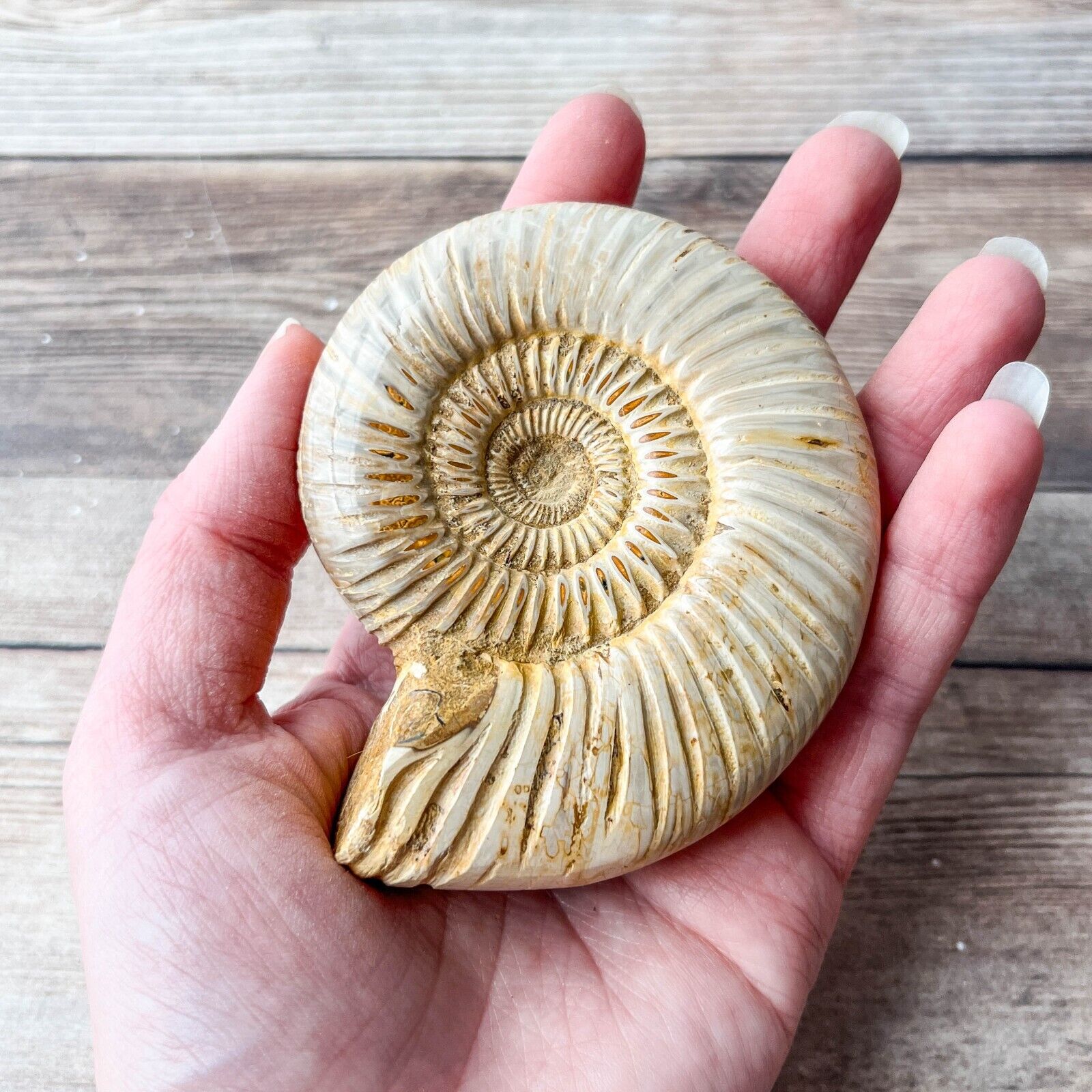 Ammonite (White) Fossil Polished; 162 g Authentic Real