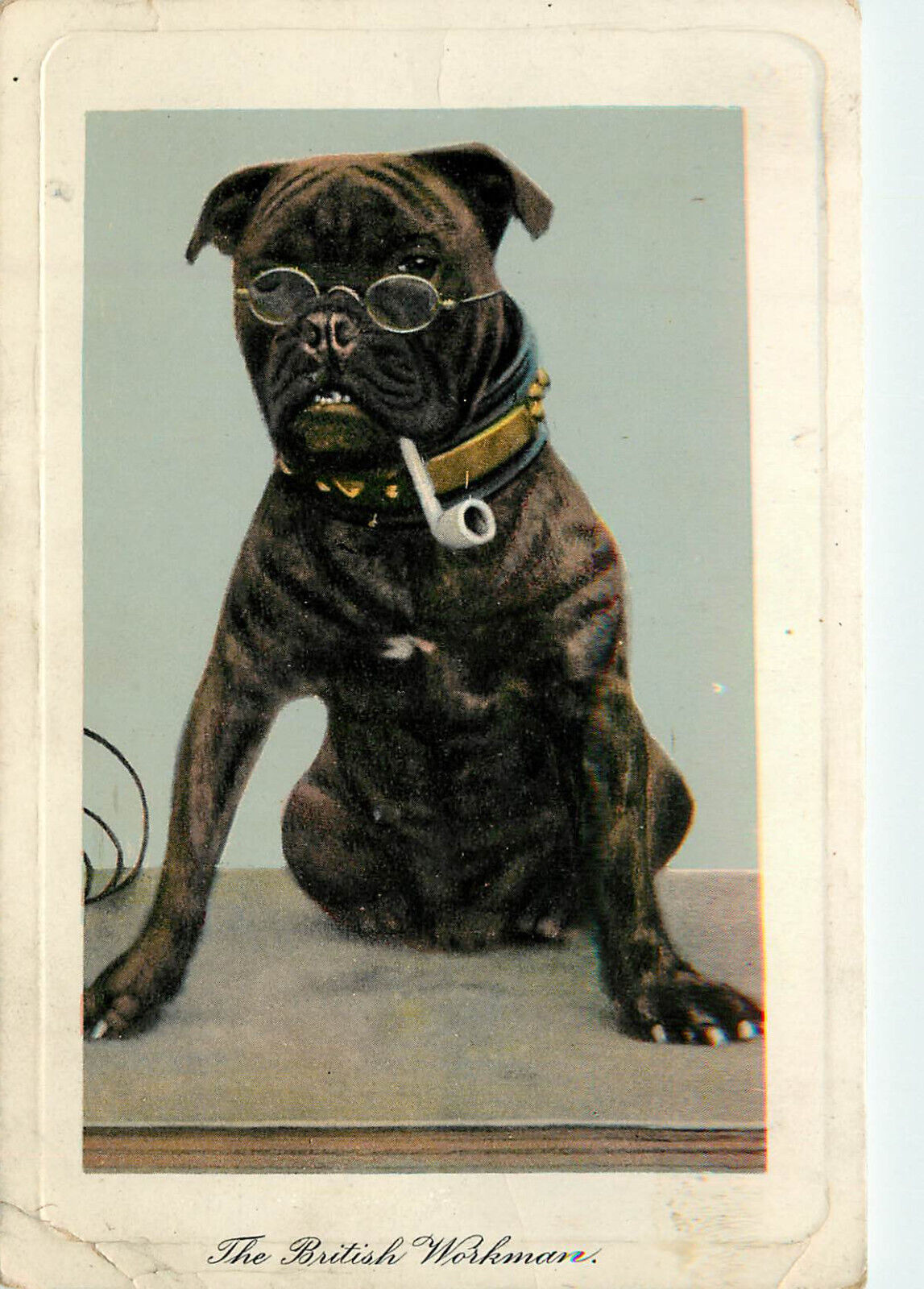 Postcard English Bulldog Smokes a Pipe Wears Glasses British Workman