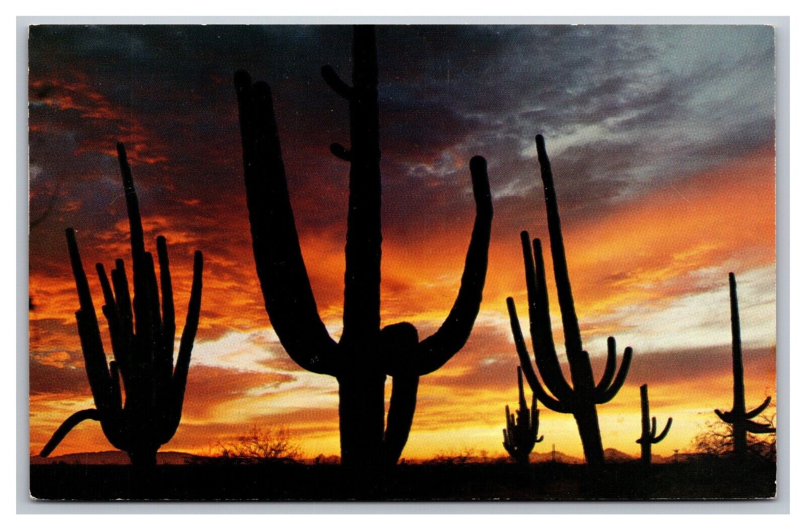 Giant Saguaros Cactus AZ Arizona Sunset K-35A Petley Chrome Postcard