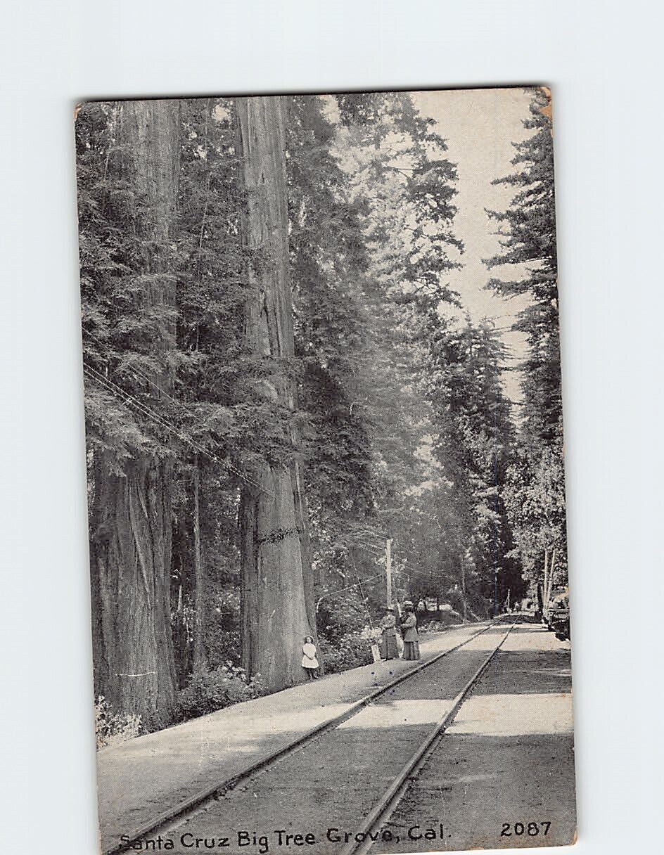 Postcard Santa Cruz Big Tree Grove California USA