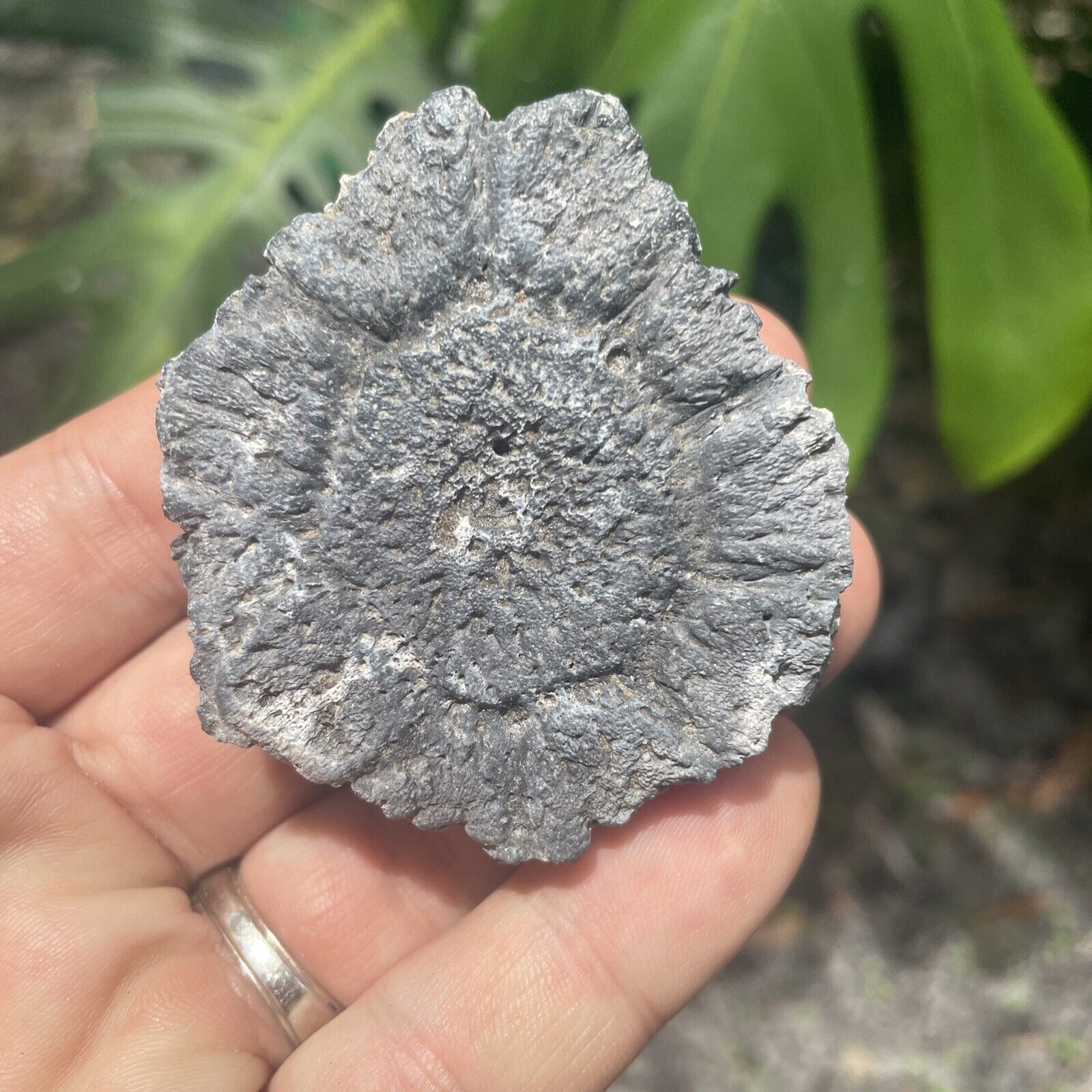 Absolute Killer Florida Fossil Glyptodon Scute