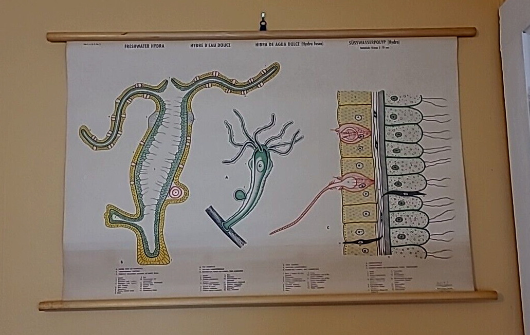 Vintage Denoyer Geppert Pull Down Chart in Color of Hydra Anatomy