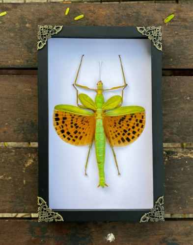 Real Frame Giant Walking Stick Insect Shadow Box Preserved Dead Taxidermy Gothic