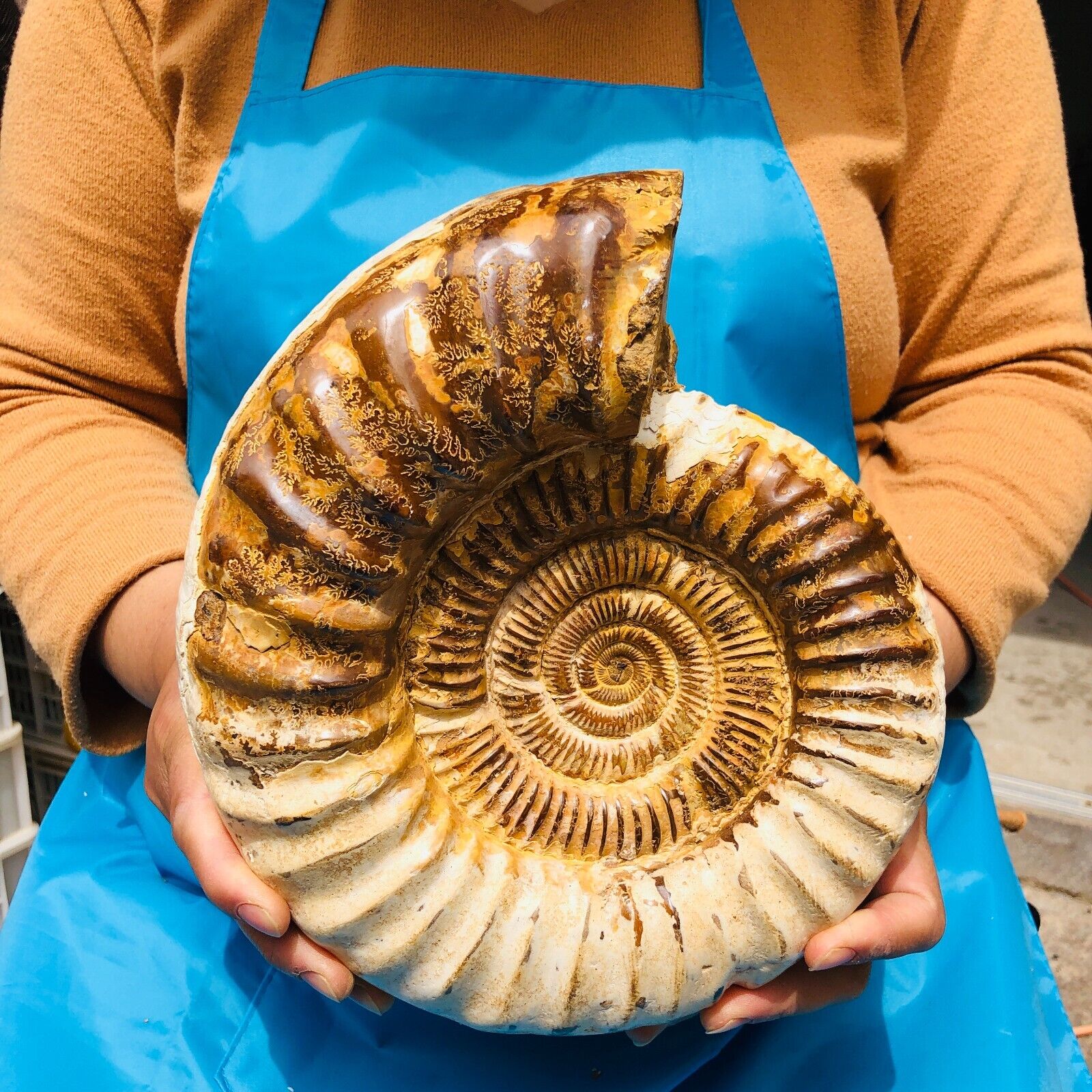 11.63LB Large Natural Beautiful Ammonite Fossil Conch Crystal Specimen Healing