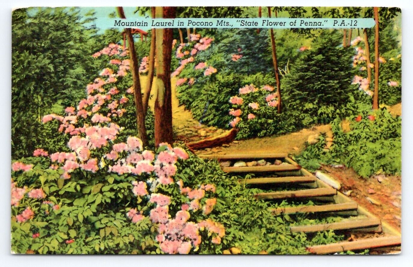 Mountain Laurel in Pocono Mountains State Flower of  PA Postcard Vintage