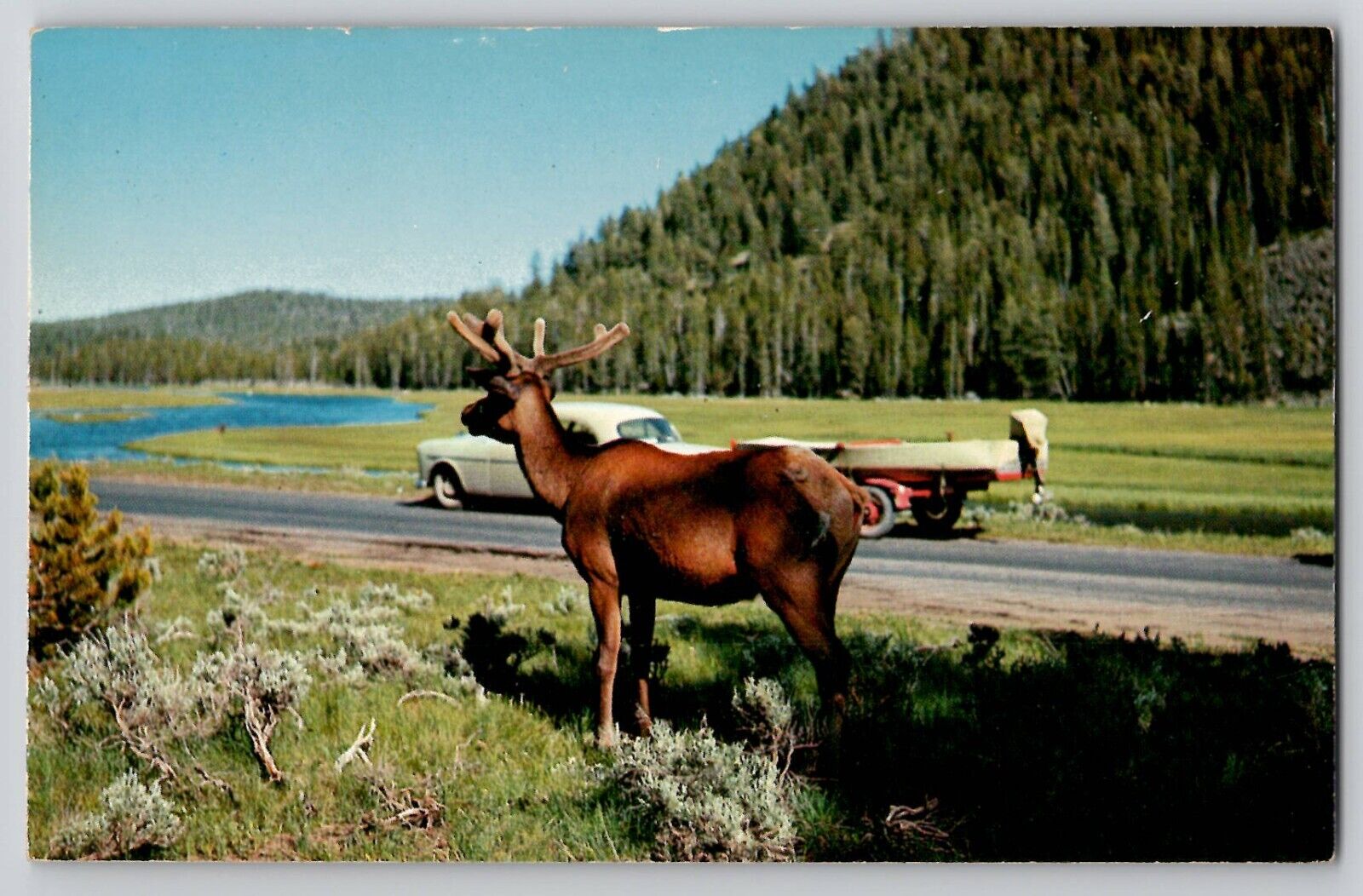 Yellowstone National Park Bull Elk Madison River Chrome Vtg Postcard 1950-60's