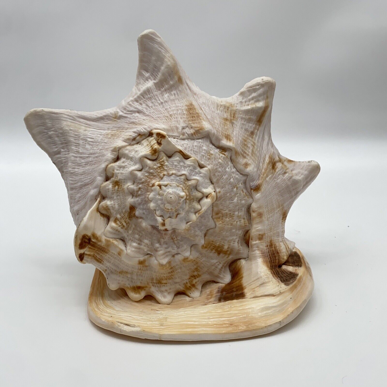 Large Natural Seashell Horned Queen Helmet Conch Tiger Stripe Sea Shell