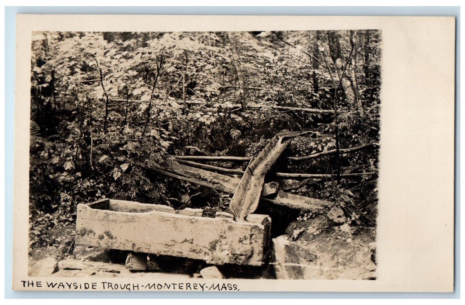 c1910's Wayside Trough Forest Monterey Massachusetts MA Photo Postcard