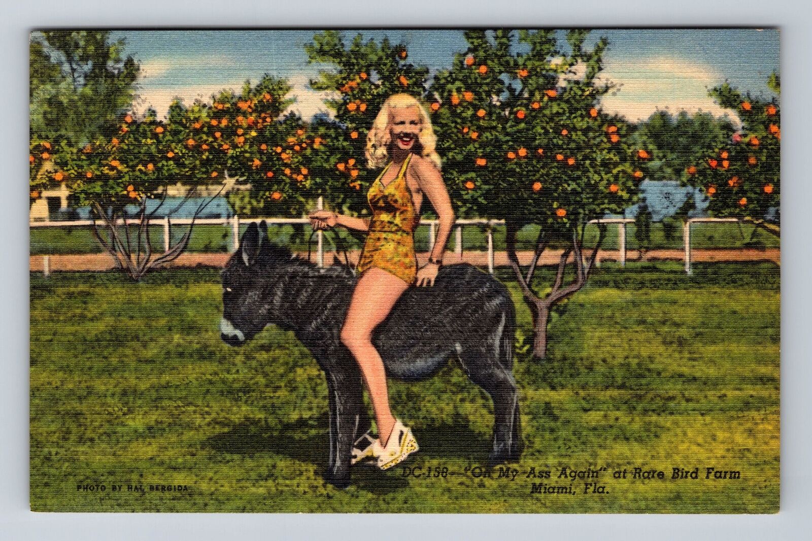 Miami FL-Florida, Rare Bird Farm, Antique Souvenir Vintage Postcard