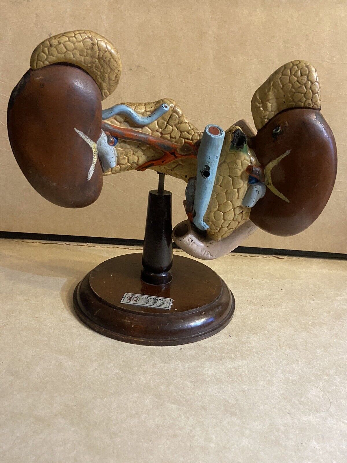 Antique Vintage Anatomical Model HumanPancreas Kidney Liver Clay-Adams Oddities