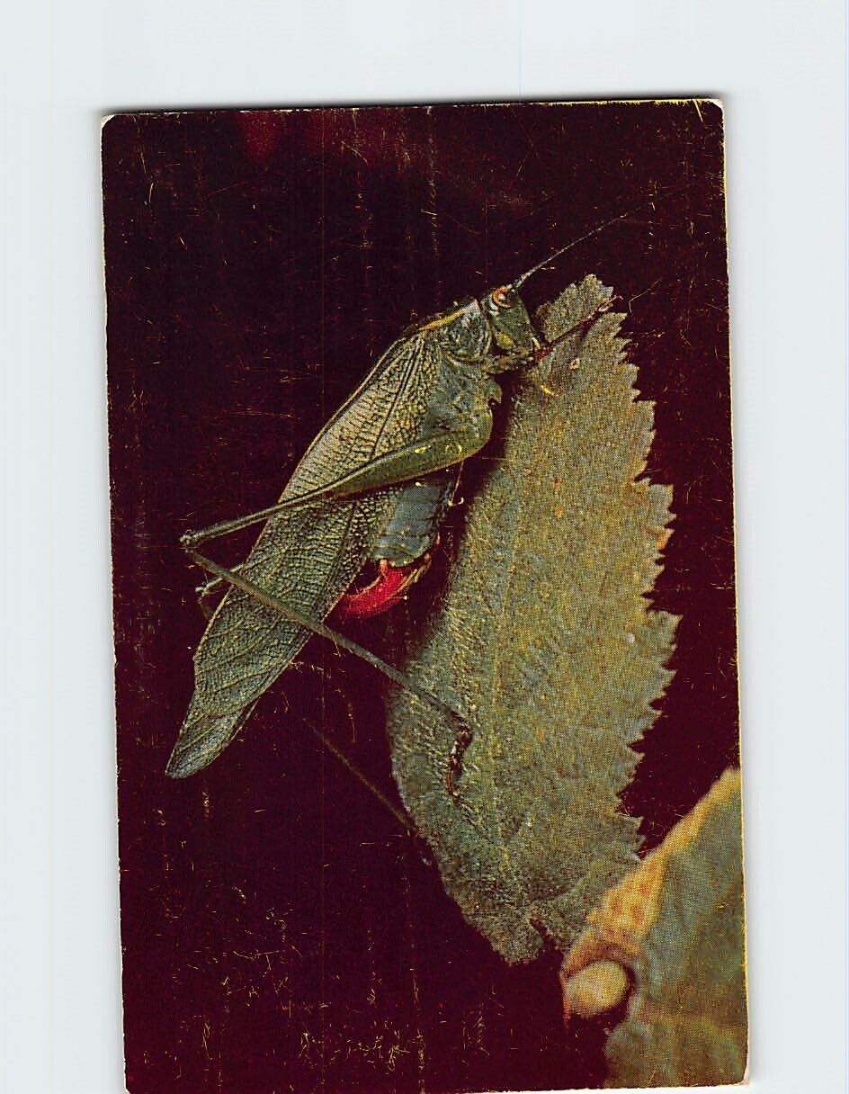 Postcard Insects Close Up by Edward S. Ross