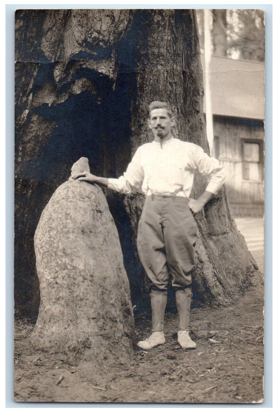 c1910's Sequioa Redwood Tree Saugus CA, Candid RPPC Photo Antique Postcard