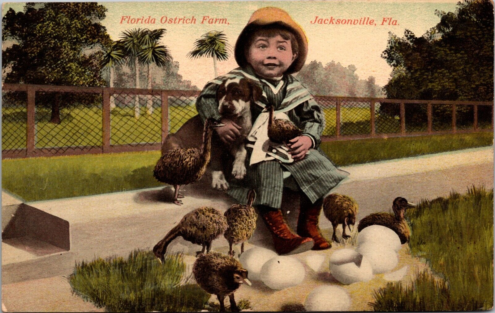 c1905 Ostrich Farm, Jacksonville, FL, antique, creepy kid with puppy and chicks