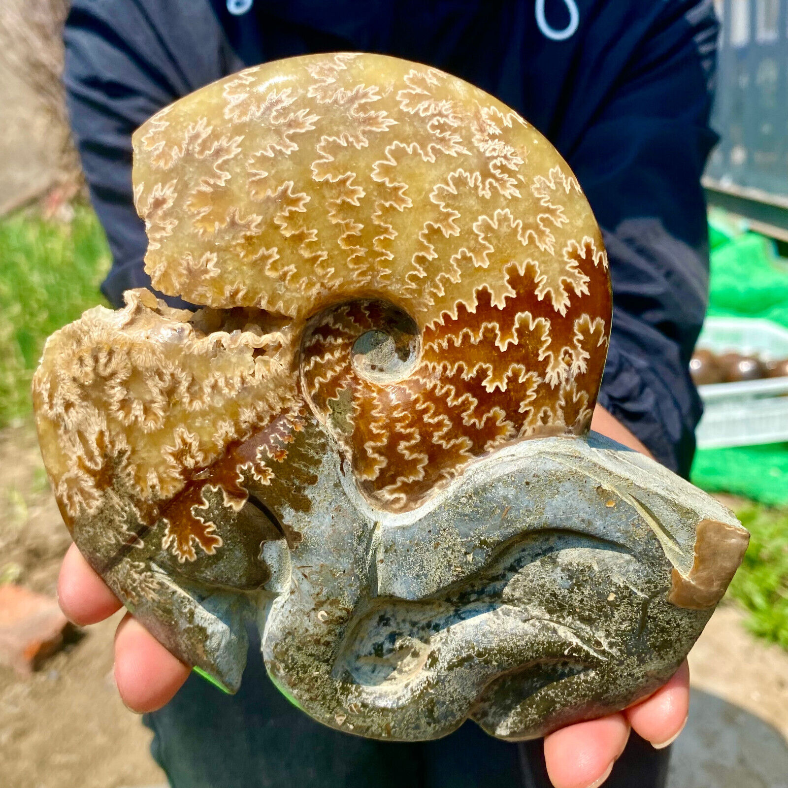 1.5LB Rare Natural Tentacle Ammonite FossilSpecimen Shell Healing Madagascar