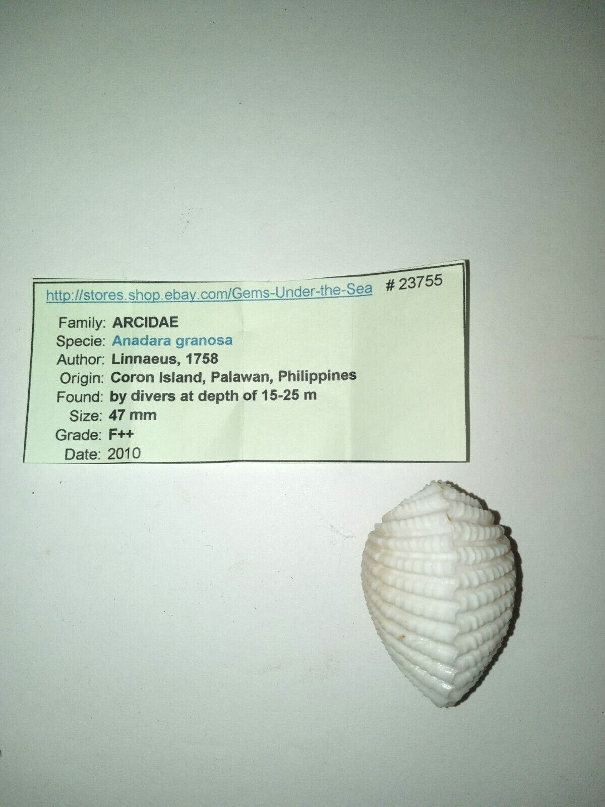 Anadara Granosa Seashell Phillipines