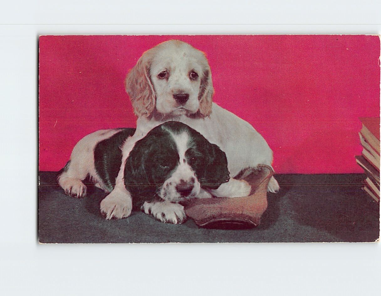 Postcard Cuddling Puppies Send Greetings From Rochester, Minnesota