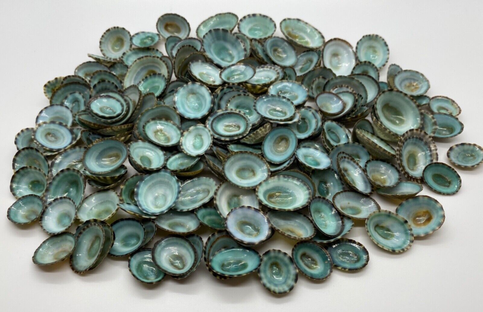 100 Aqua Limpet Shells - 0.5”-1.25” - Mexican Green Limpets (100 Shells)
