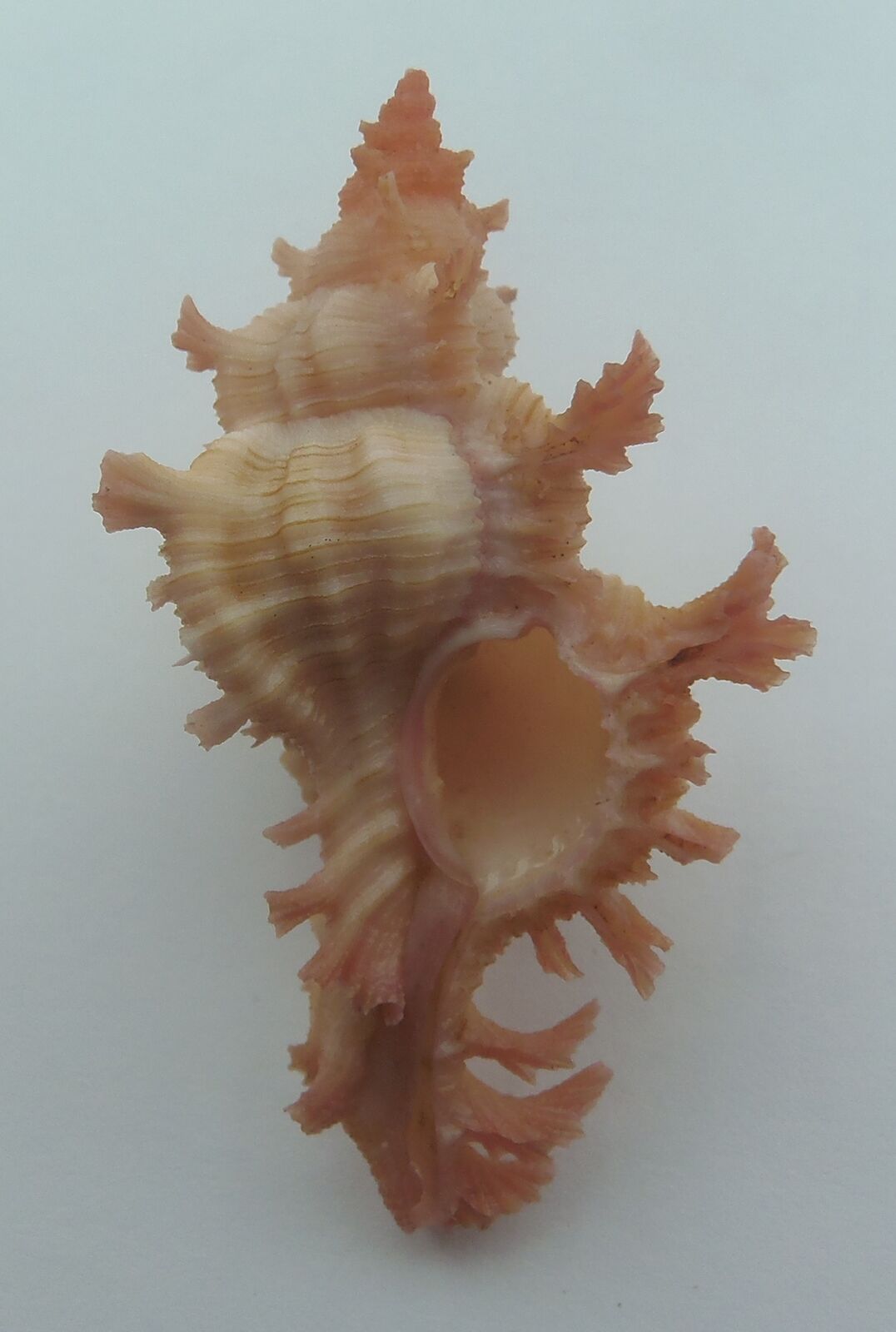 Seashell Noble Murex Chicoreus nobilis