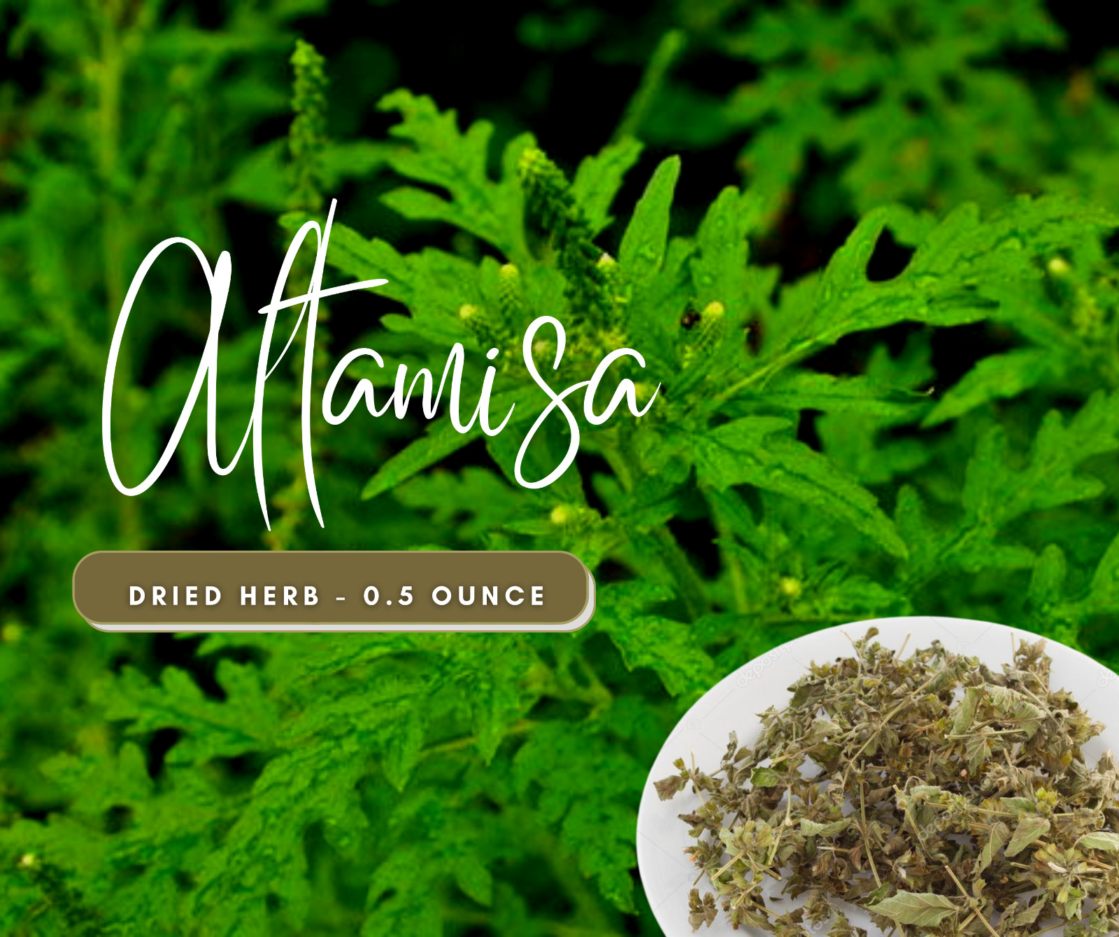 Altamisa LEGITIMATE Dried Herb - Remove Home Cleansing Herb - Boost Intuition 