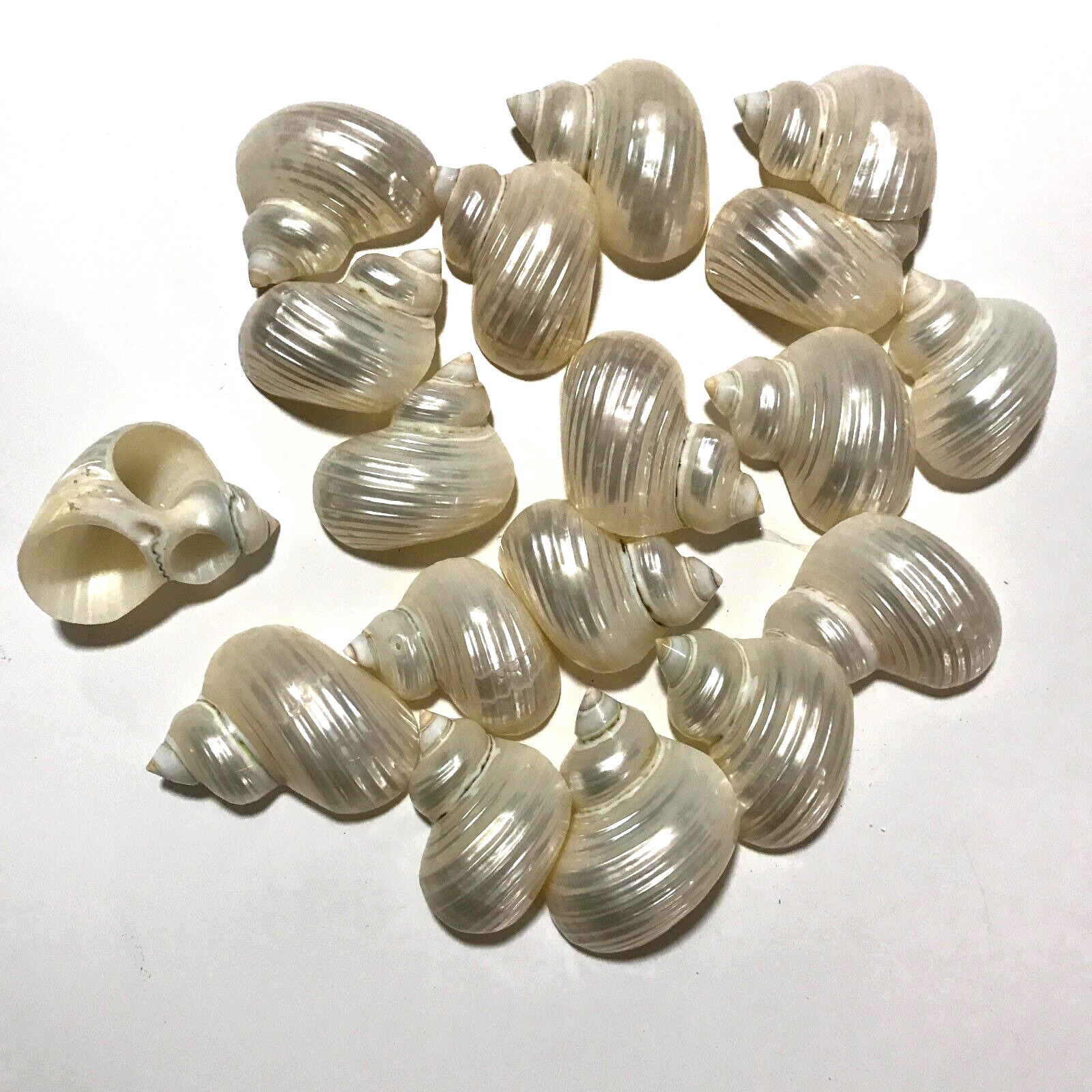 Lot of 20 Silver Memoratus Pearl Turbo Shell Seashells Size 2\