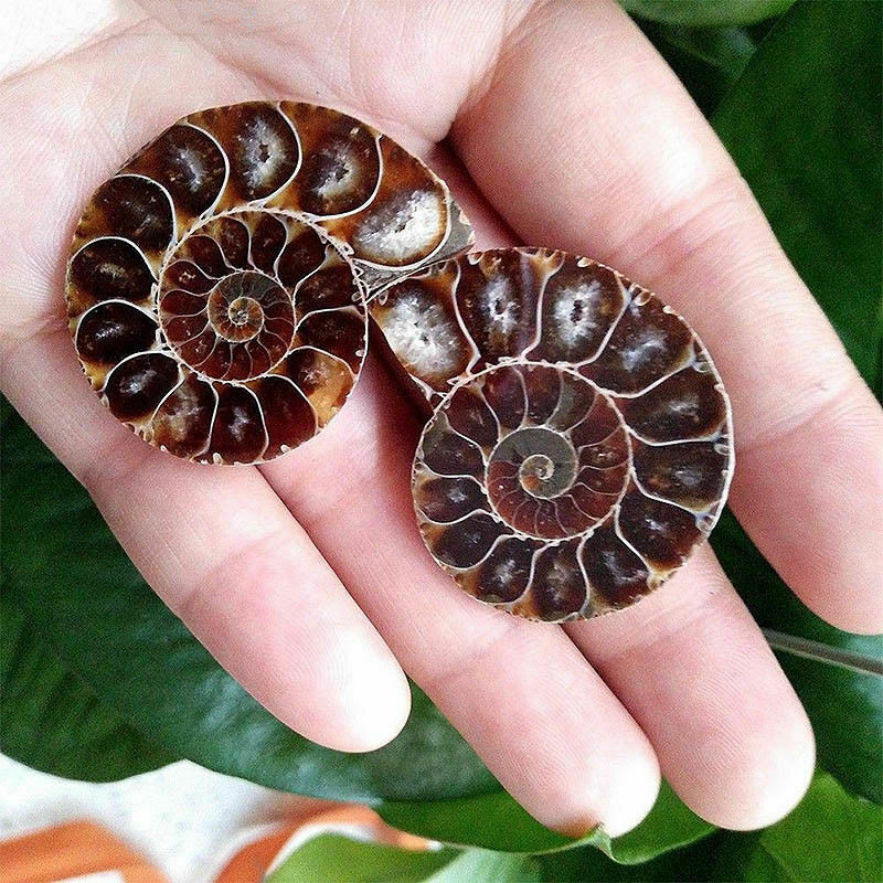 Decoration Collection Half Cut Natural Ammonite Shell Fossil Specimen Madagascar