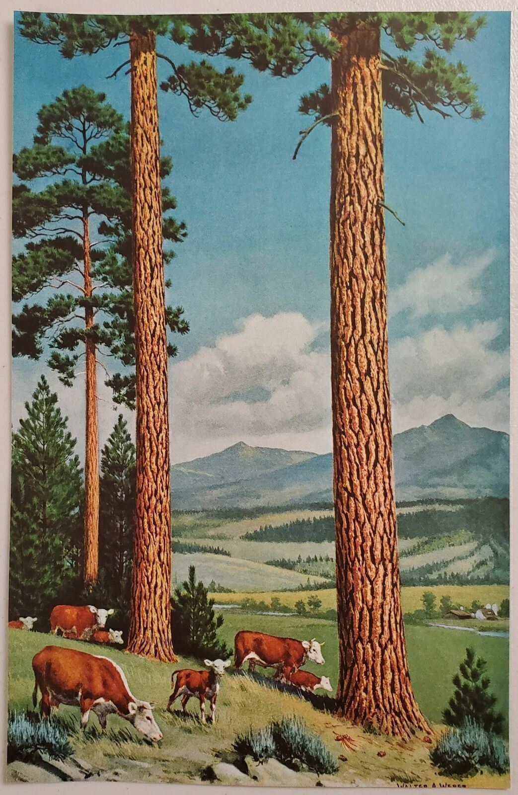 1955 Magazine Pictures 6 Paintings of Trees by Walter A. Weber