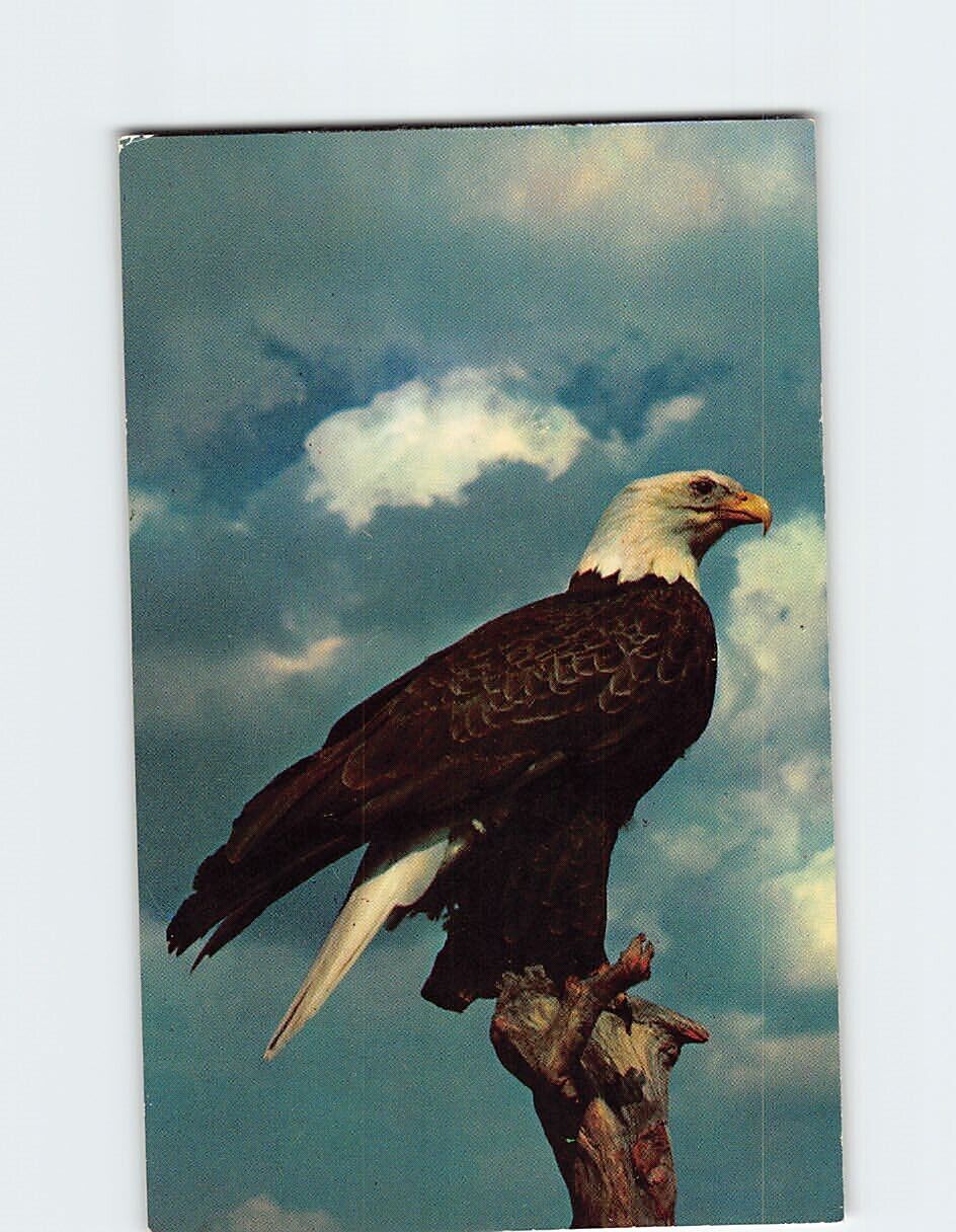 Postcard American Bald Eagle