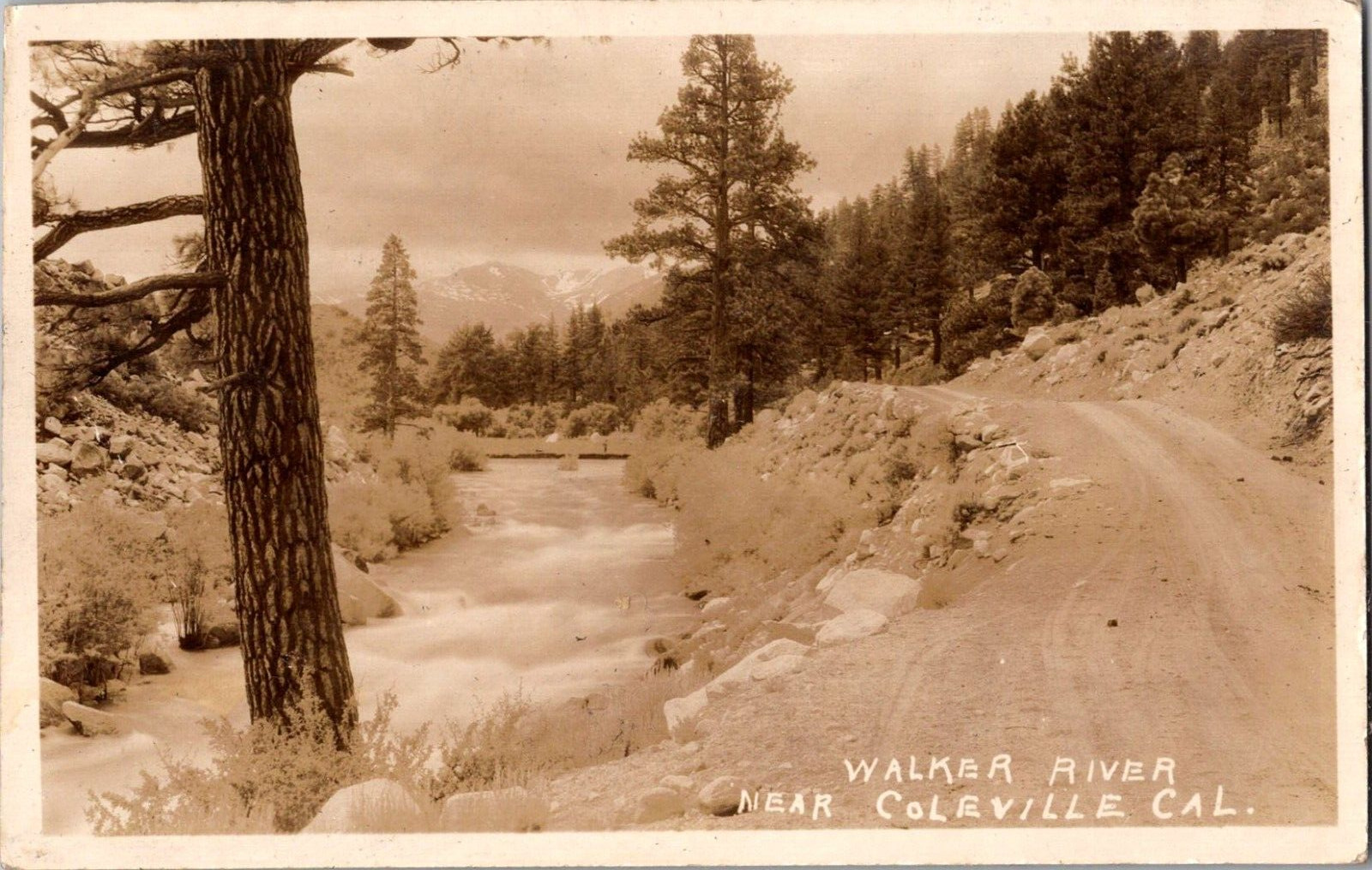 Postcard Real Photo Walker River Coleville California RPPC Unposted