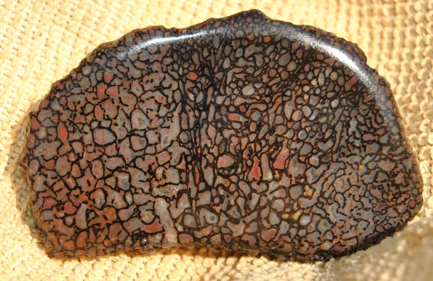 Dinosaur Bone Birthday Present-Fossil Jurassic Petrified Gem Jewelry Stone 40gr