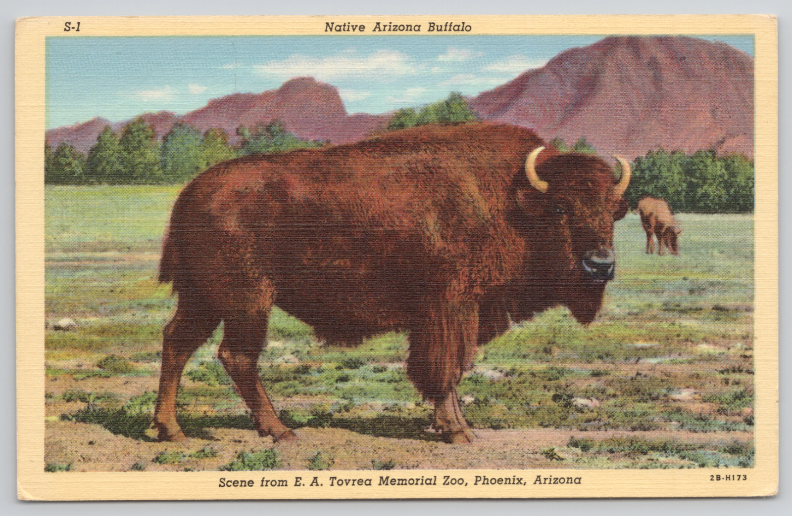 Phoenix Arizona Buffalo At EA Tovrea Memorial Zoo Linen Postcard