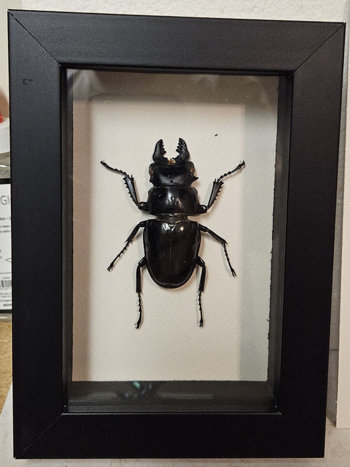 Real Framed  Stag Beetle (Lucanidae species) in Custom shadowbox frame 