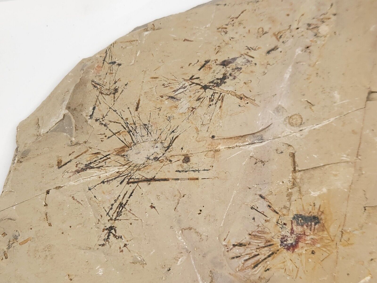 Echinoid Sea Urchin Fossils In Matrix - UT (?)