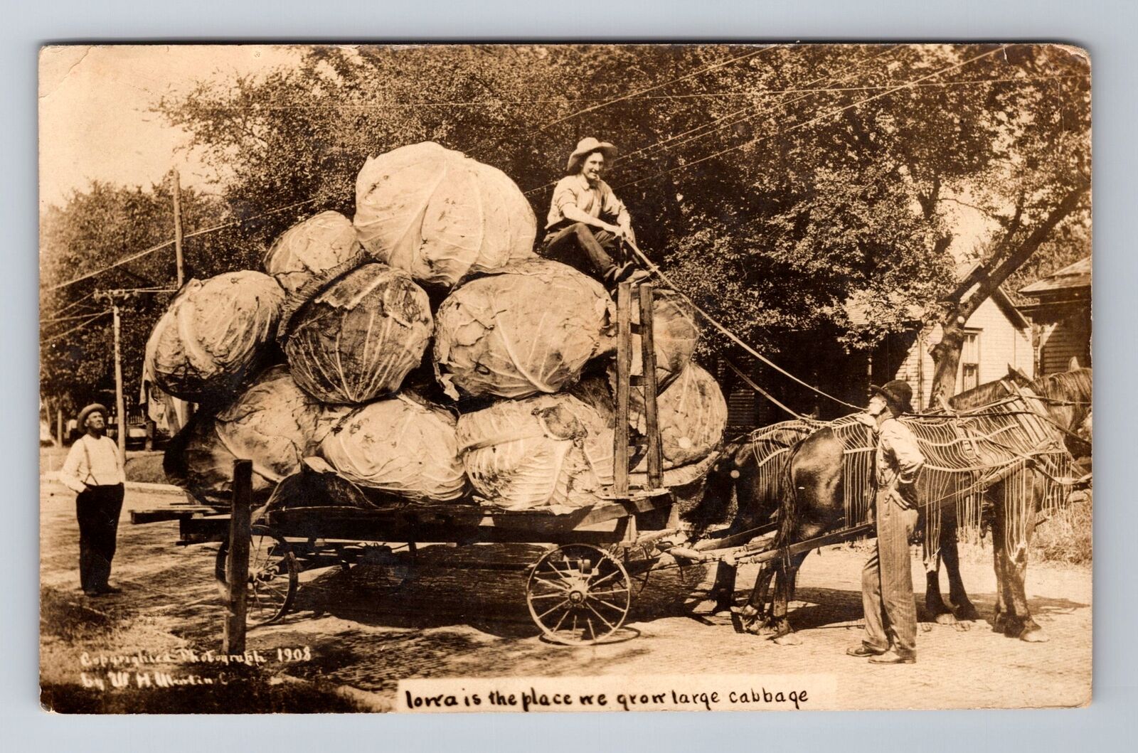 RPPC-Iowa Is the Place We Grow Large Cabbage, Antique, Vintage c1909 Postcard