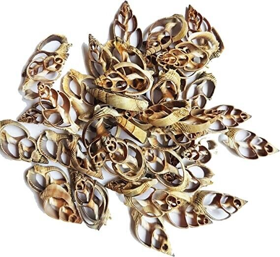 35 pcs Center Cut Strombus Shells (Crafts or Jewelry Supply)