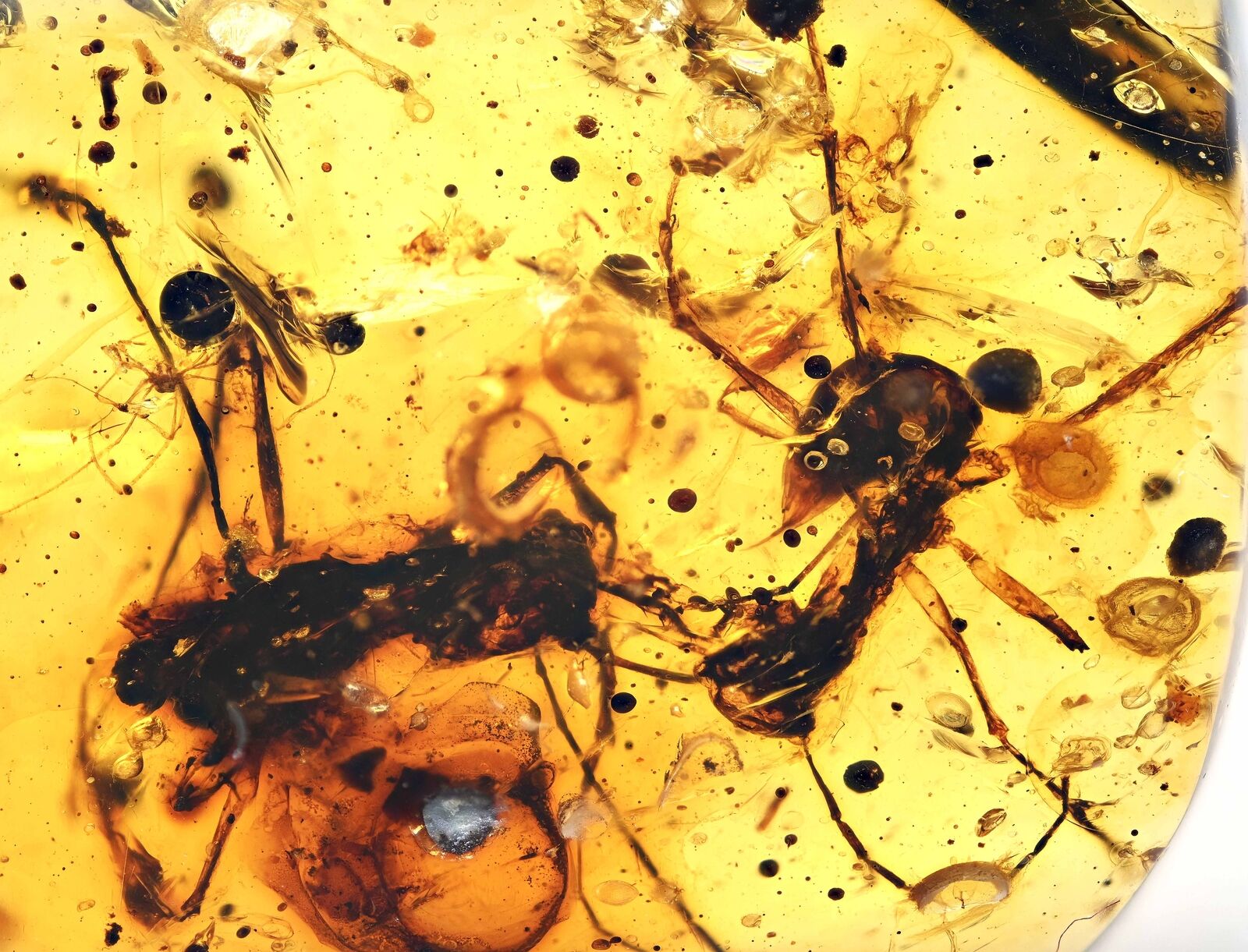 Two Extinct Large Ants with stingers, Fossil inclusion in Burmese Amber