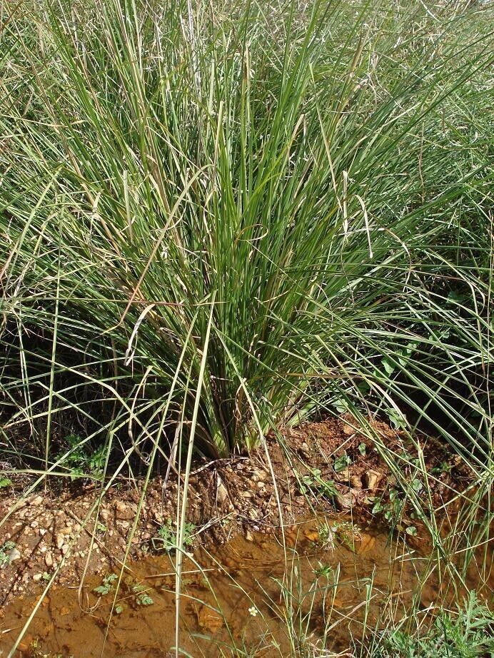INDIAN KUSH GRASS 30 CT FRESH PICKED BY ORDER DHARBAI KUSHA LEAVES DARBHA PITRI