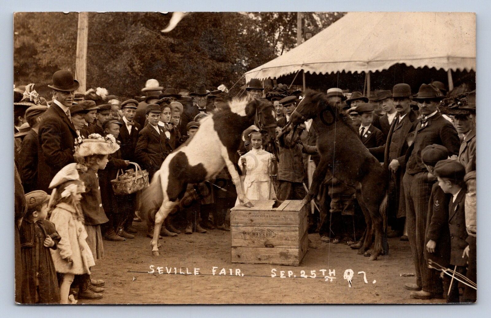 J87/ Seville Ohio RPPC Postcard c1910 Medina County Fair Pony Fight 1769