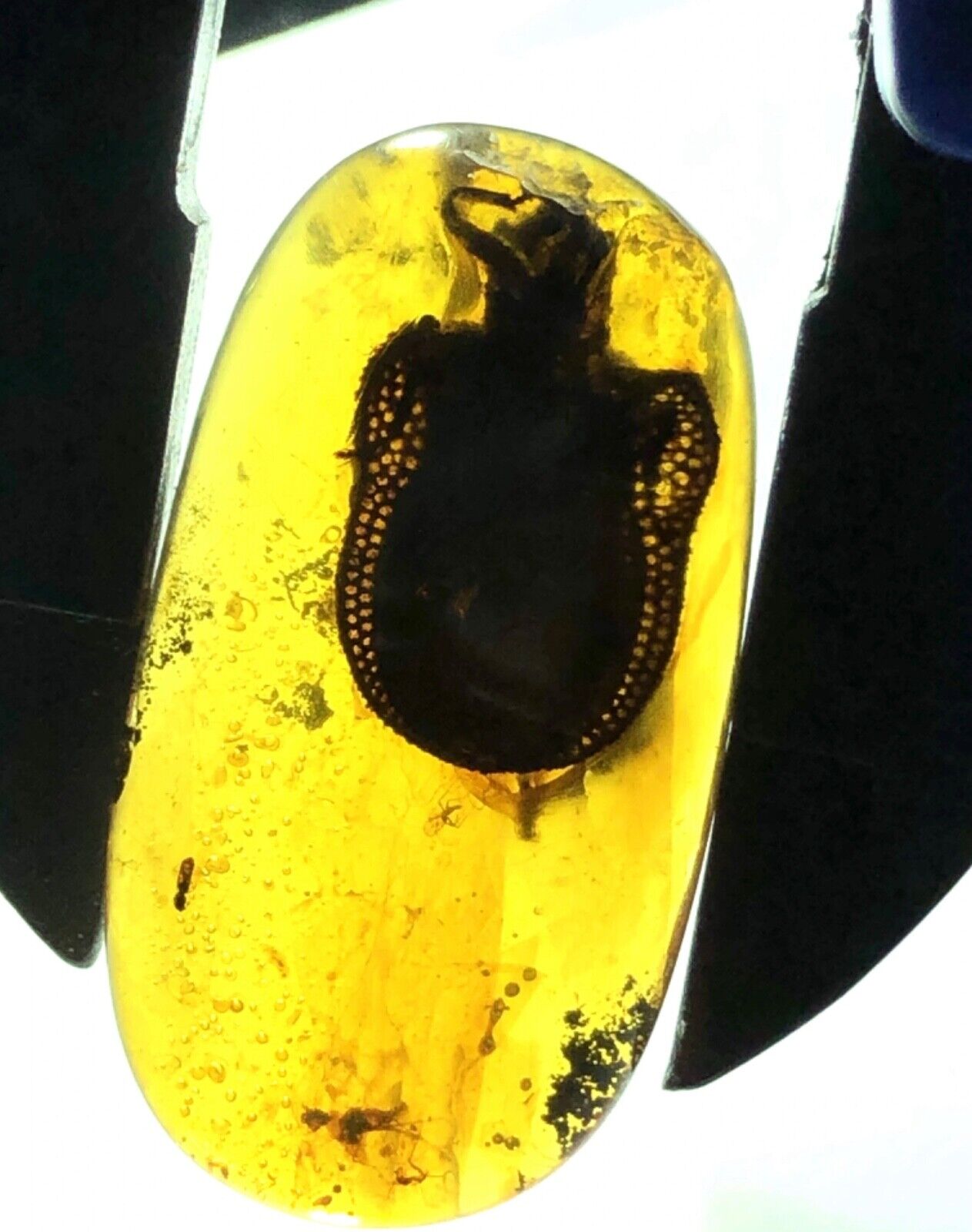 Genuine Fossil amber Insect burmite Burmese  Rare Beautiful BugMyanmar