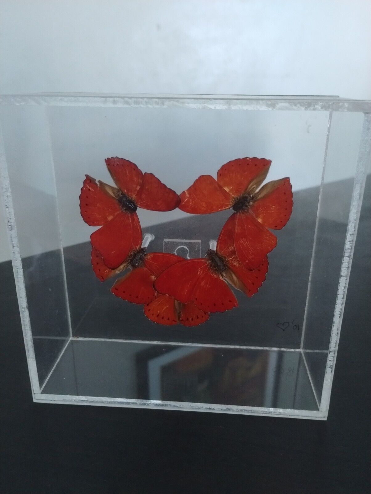 Beautiful Exotic Red Glider Taxidermy Butterflies In Acrylic Case Dated 2001