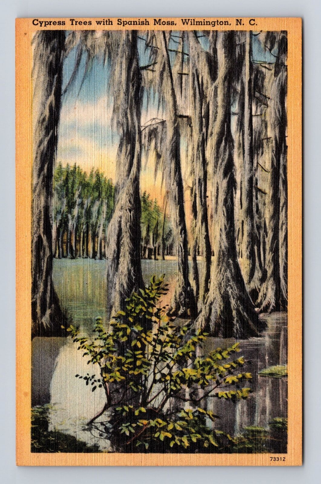 Wilmington NC-North Carolina, Cypress Trees with Spanish Moss, Vintage Postcard