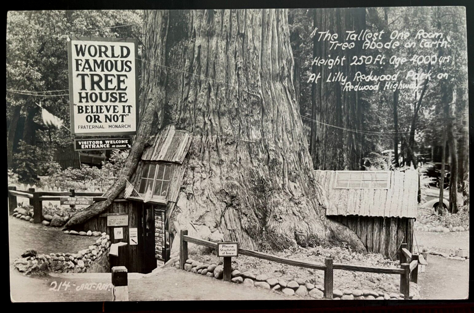 Vintage Postcard 1930\'s World Famous Tree House, Redwood Hwy, Piercy, CA (RPPC)