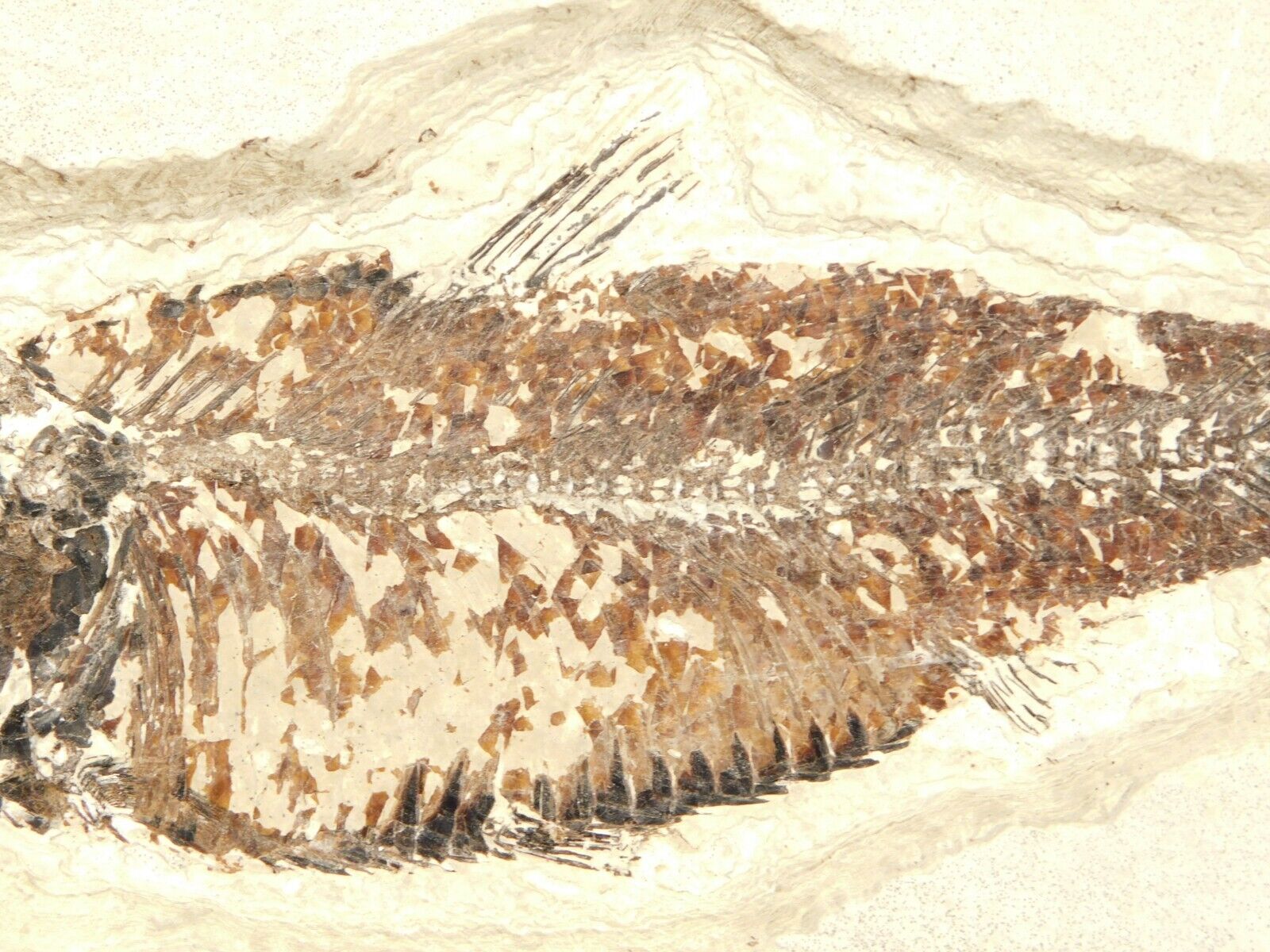 SCALES On This 50 Million Year Old Knightia FISH Fossil W/ Stand Wyoming 1581gr