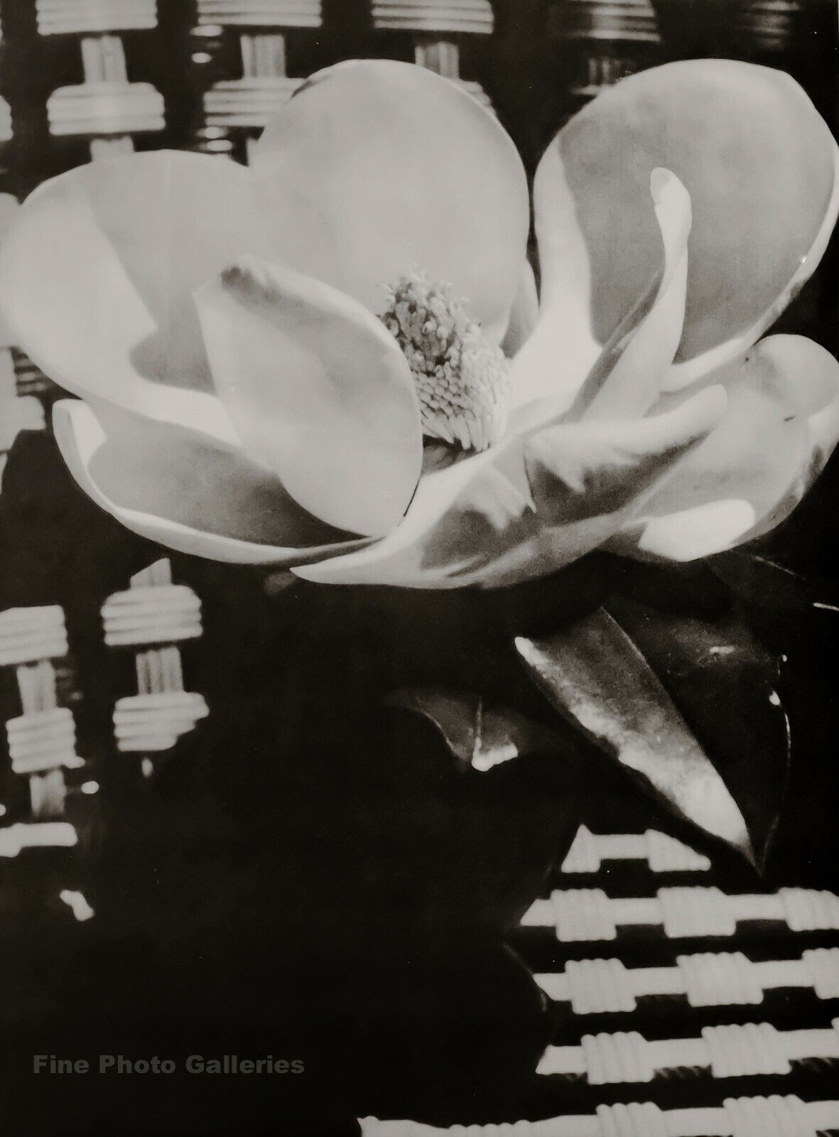 1926/75 MAN RAY Vintage Flower MAGNOLIA White Bloom Still Life Photo Art 12x16