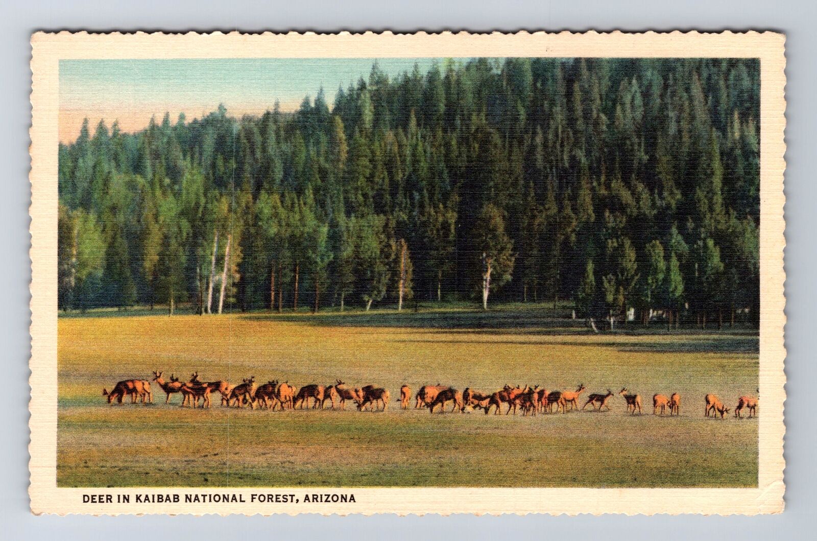 Kaibab National Forest AZ-Arizona, Deer, Antique, Vintage Postcard