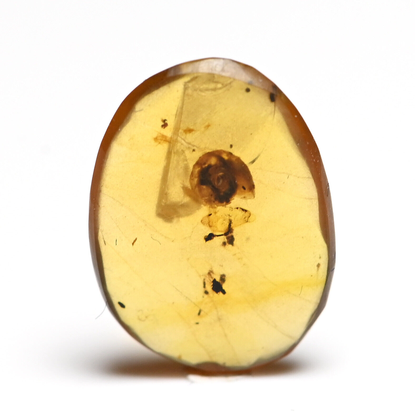 Scarce Gastropoda (Land Snail), in Burmese Amber